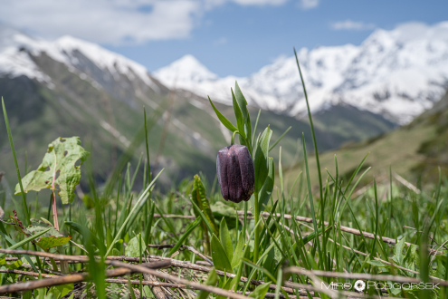 Kavkaški močvirski tulipan nad Ushgulijem (Fritillaria caucasica)