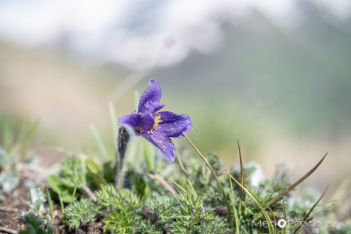 Kavkaški kosmatinec ( Pulsatilla violacea)