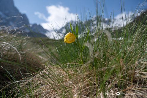 Fritillaria orientalis, kavkaški sorodnik močvirskega tulipana