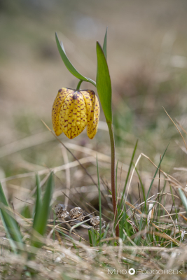 Fritillaria orientalis, kavkaški sorodnik močvirskega tulipana