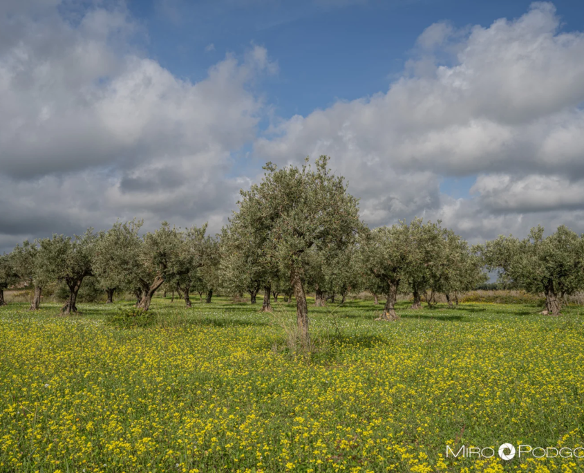 Oljčni nasadi v provinci Agrigento