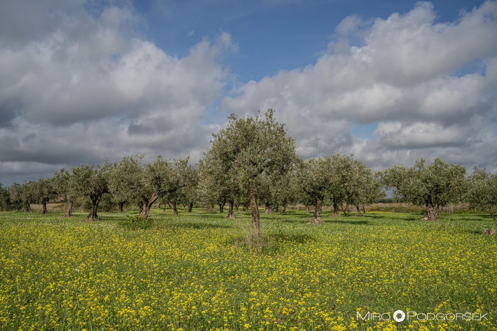 Oljčni nasadi v provinci Agrigento